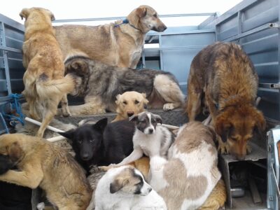 جمع‌آوری سگ‌های بلاصاحب (ولگرد) در فیرورق
